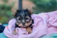 Lovely Girl, a female Yorkshire Terrier for sale in Stanton, CA – Photo 10 of 10