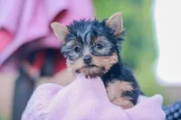 Lovely Girl, a female Yorkshire Terrier for sale in Stanton, CA – Photo 6 of 10