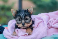 Lovely Girl, a female Yorkshire Terrier for sale in Stanton, CA – Photo 7 of 10
