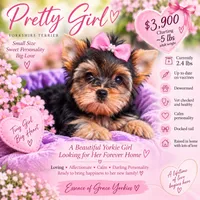 Pretty Girl, a female Yorkshire Terrier for sale in Stanton, CA – 2 of 10