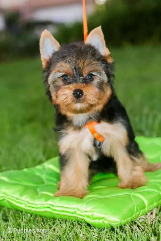 Delightful Girl – Yorkshire Terrier puppy for sale in Stanton, CA
