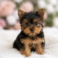 Happy Girl, a female Yorkshire Terrier for sale in Stanton, CA – 3 of 6
