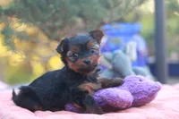 Precious Girl, a female Yorkshire Terrier for sale in Stanton, CA – 4 of 8