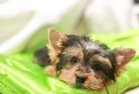 Charming Girl, a female Yorkshire Terrier for sale in Stanton, CA – 3 of 10