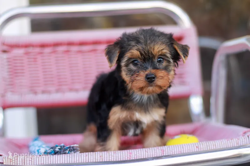 Delightful Girl – Yorkshire Terrier puppy for sale in Stanton, CA