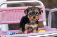 Delightful Girl, a female Yorkshire Terrier for sale in Stanton, CA – 1 of 10