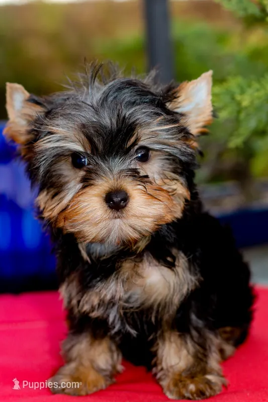 Adorable Girl – Yorkshire Terrier puppy for sale in Stanton, CA