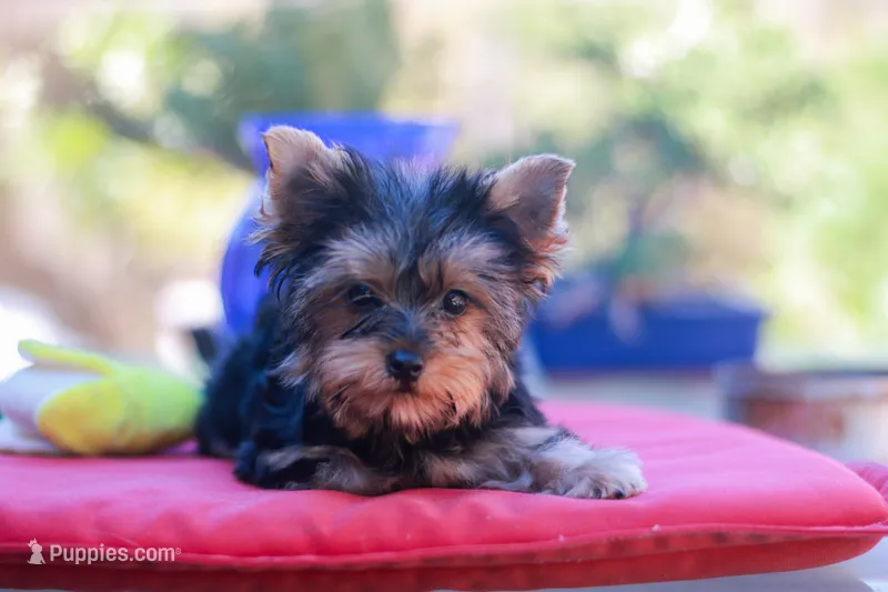 Happy Girl – Yorkshire Terrier puppy for sale in Stanton, CA