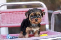 Delightful Girl, a female Yorkshire Terrier for sale in Stanton, CA – 8 of 10