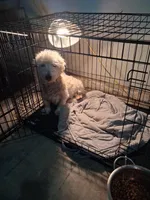 Jon, a male West Highland White Terrier for sale in Delano, CA – Photo 3 of 10