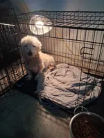 Jon, a male West Highland White Terrier for sale in Delano, CA – Photo 4 of 10