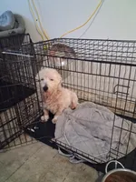 Jon, a male West Highland White Terrier for sale in Delano, CA – Photo 10 of 10