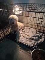 Jon, a male West Highland White Terrier for sale in Delano, CA – Photo 2 of 10