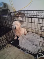 Jon, a male West Highland White Terrier for sale in Delano, CA – Photo 9 of 10