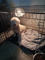 Jon, a male West Highland White Terrier for sale in Delano, CA – Photo 7 of 10