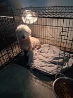 Jon, a male West Highland White Terrier for sale in Delano, CA – Photo 6 of 10