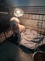 Jon, a male West Highland White Terrier for sale in Delano, CA – Photo 5 of 10