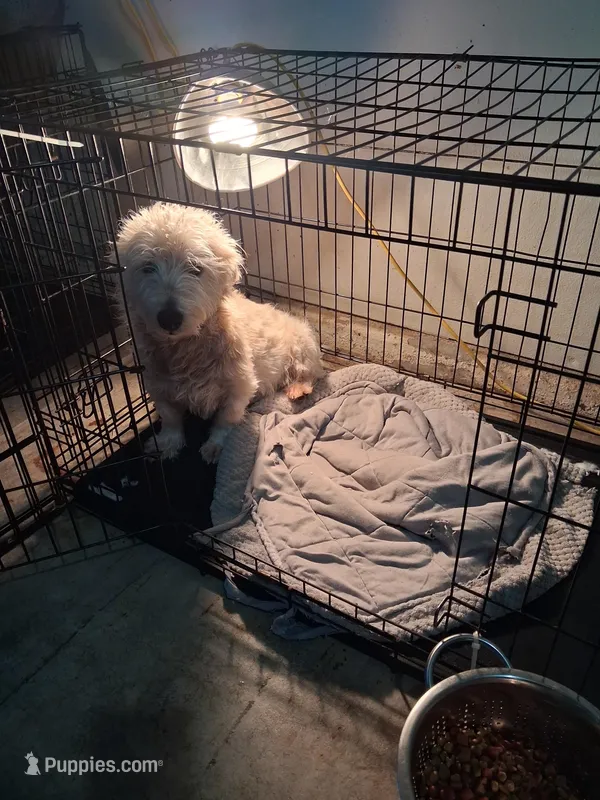 Jon – West Highland White Terrier puppy for sale in Delano, CA