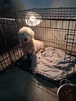 Jon, a male West Highland White Terrier for sale in Delano, CA – Photo 8 of 10