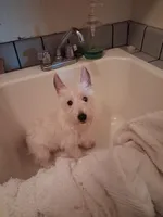 Ana, a female West Highland White Terrier for sale in Delano, CA – Photo 8 of 8