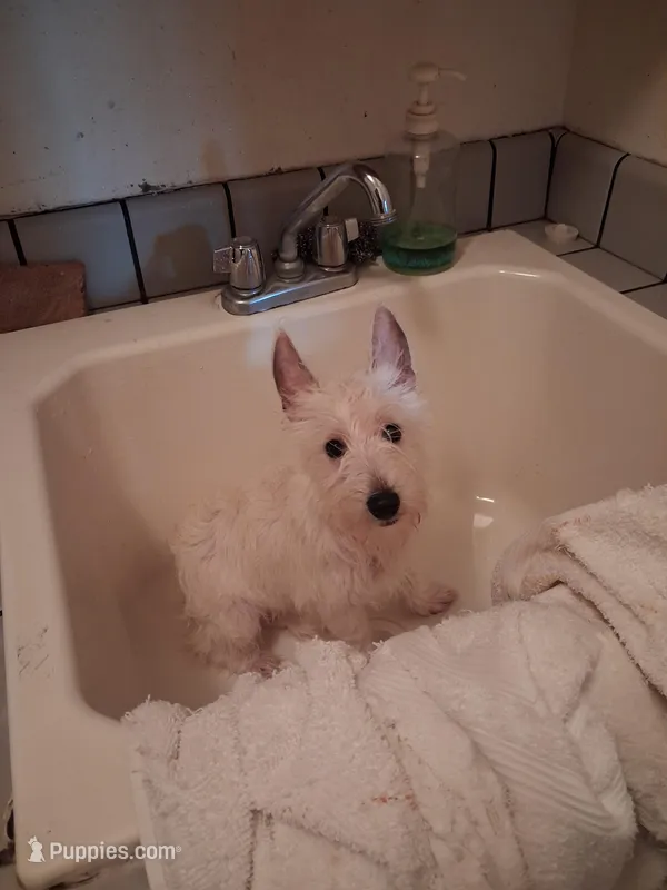 Ana – West Highland White Terrier puppy for sale in Delano, CA