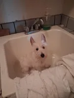 Ana, a female West Highland White Terrier for sale in Delano, CA – Photo 1 of 8