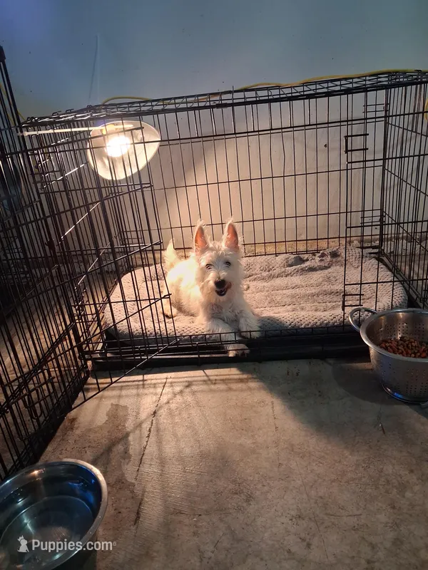 Ana – West Highland White Terrier puppy for sale in Delano, CA
