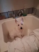 Ana, a female West Highland White Terrier for sale in Delano, CA – Photo 2 of 8