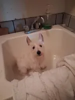 Ana, a female West Highland White Terrier for sale in Delano, CA – Photo 5 of 8