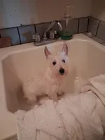 Ana, a female West Highland White Terrier for sale in Delano, CA – Photo 6 of 8