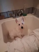 Ana, a female West Highland White Terrier for sale in Delano, CA – Photo 3 of 8