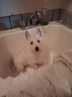 Ana, a female West Highland White Terrier for sale in Delano, CA – Photo 7 of 8