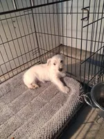 Mike, a male West Highland White Terrier for sale in Delano, CA – Photo 10 of 10