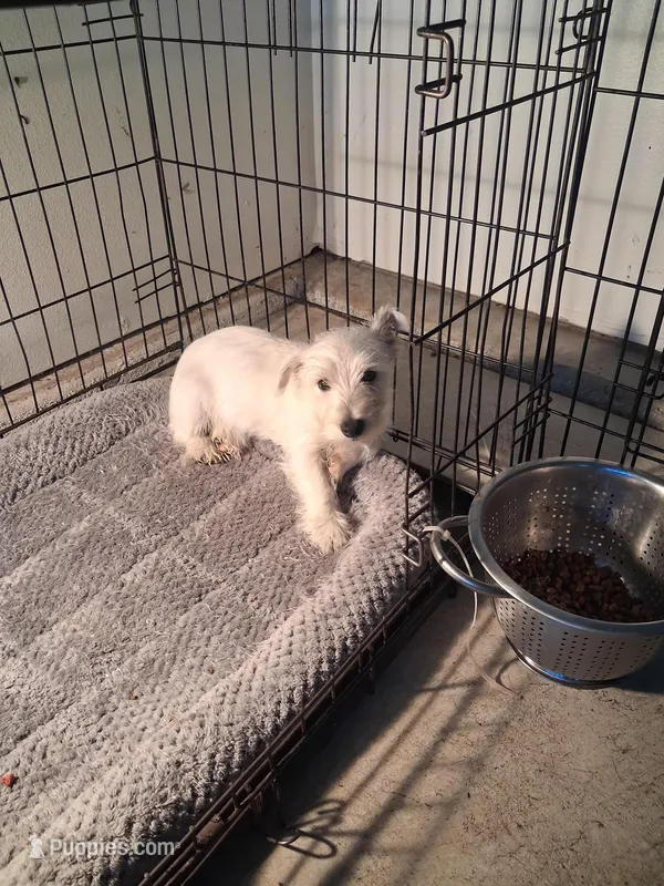 Mike – West Highland White Terrier puppy for sale in Delano, CA
