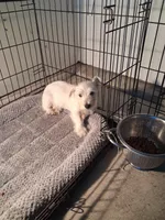 Mike, a male West Highland White Terrier for sale in Delano, CA – Photo 1 of 10