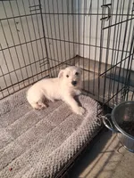 Mike, a male West Highland White Terrier for sale in Delano, CA – Photo 4 of 10