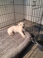 Mike, a male West Highland White Terrier for sale in Delano, CA – Photo 2 of 10