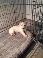 Mike, a male West Highland White Terrier for sale in Delano, CA – Photo 9 of 10