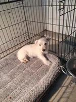 Mike, a male West Highland White Terrier for sale in Delano, CA – Photo 8 of 10