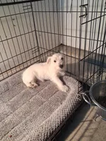 Mike, a male West Highland White Terrier for sale in Delano, CA – Photo 6 of 10