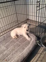 Mike, a male West Highland White Terrier for sale in Delano, CA – Photo 7 of 10