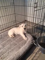 Mike, a male West Highland White Terrier for sale in Delano, CA – Photo 3 of 10