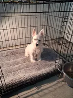 Mill, a male West Highland White Terrier for sale in Delano, CA – Photo 8 of 10
