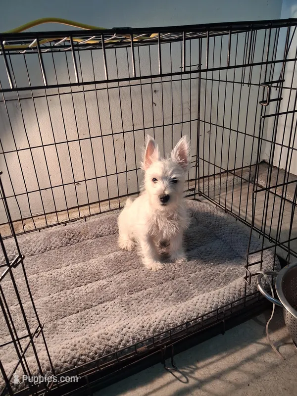 Mill – West Highland White Terrier puppy for sale in Delano, CA