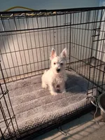 Mill, a male West Highland White Terrier for sale in Delano, CA – Photo 1 of 10