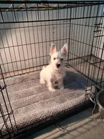 Mill, a male West Highland White Terrier for sale in Delano, CA – Photo 3 of 10
