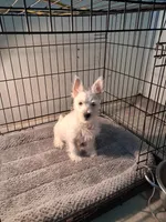 Mill, a male West Highland White Terrier for sale in Delano, CA – Photo 2 of 10