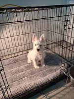 Mill, a male West Highland White Terrier for sale in Delano, CA – Photo 6 of 10