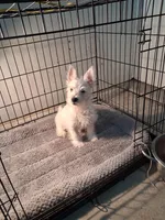 Mill, a male West Highland White Terrier for sale in Delano, CA – Photo 7 of 10