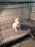 Mill, a male West Highland White Terrier for sale in Delano, CA – Photo 4 of 10